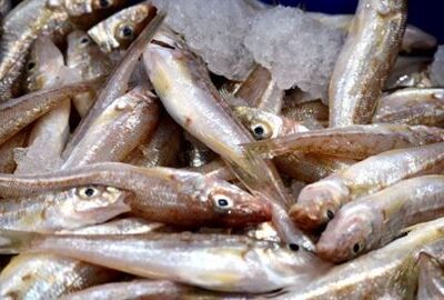 Silver Whiting Resize