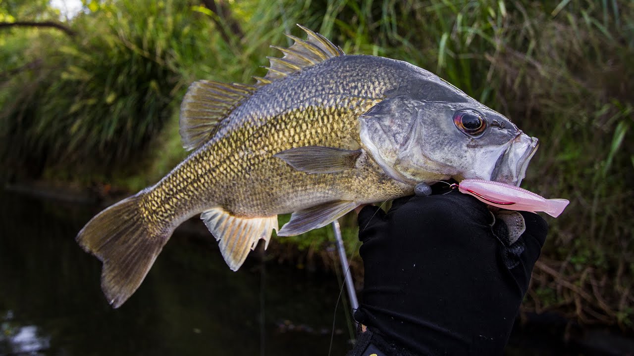 24 Aust Bass