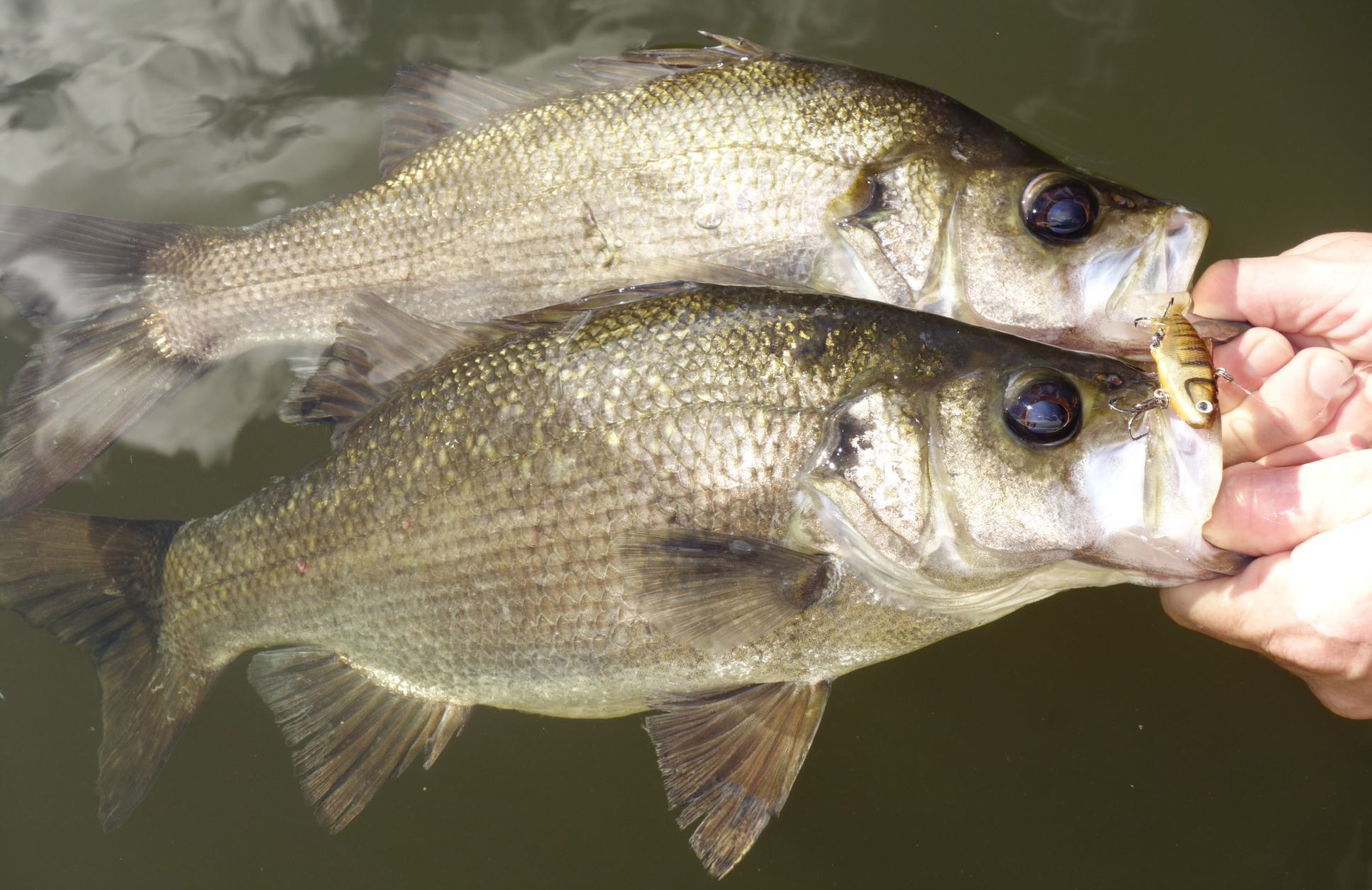 24 Estuary Perch 1