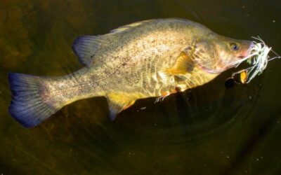 How to Catch Golden Perch (Yellas)