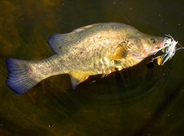 24 Golden Perch 2