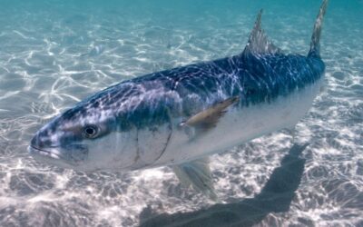How to Catch Kingfish (Yellowtail Kingfish) – Tips for Landing the Ultimate Sportfish!