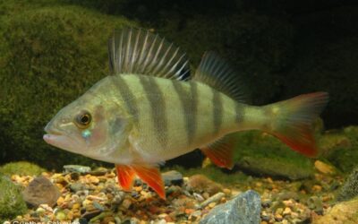 How to Catch Redfin – Tips for Freshwater Success!