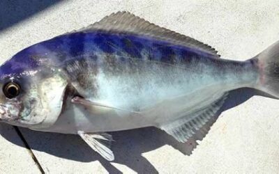 How to Catch Blue-Eye Trevalla: The Deep Sea Delight! 🎣🐟