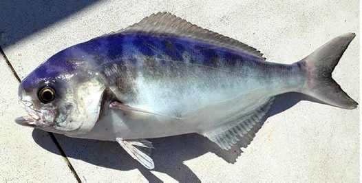 How to Catch Blue-Eye Trevalla: The Deep Sea Delight! 🎣🐟