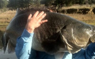 How to Catch Murray Cod: Tips & Tricks!