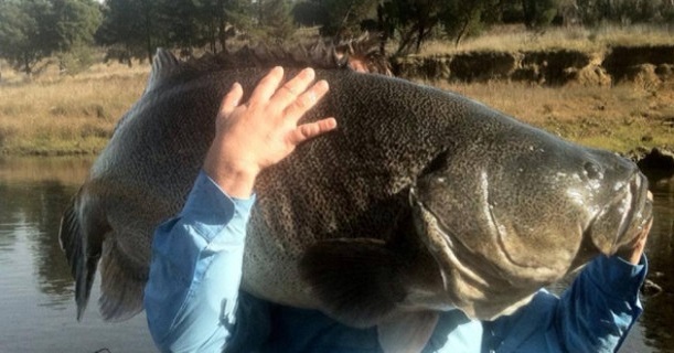 How to Catch Murray Cod: Tips & Tricks!