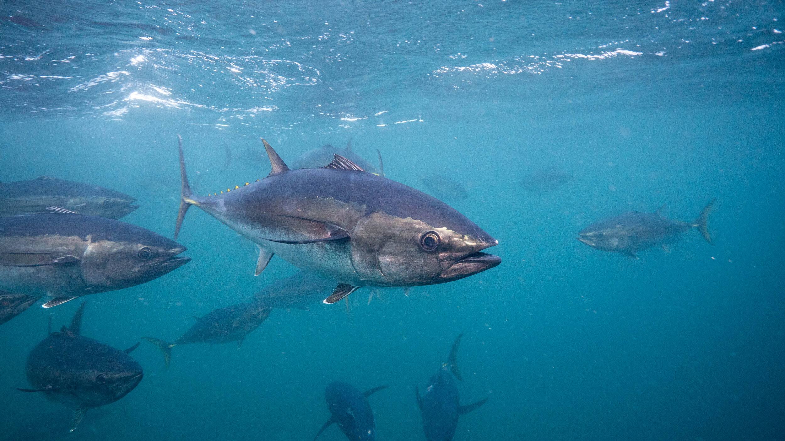 Southern Bluefin Tuna 1